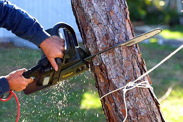 Best Utility Line Clearance  in Arcade, GA