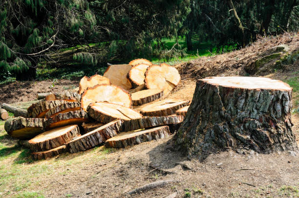 Reliable Arcade, GA Tree Care Solutions